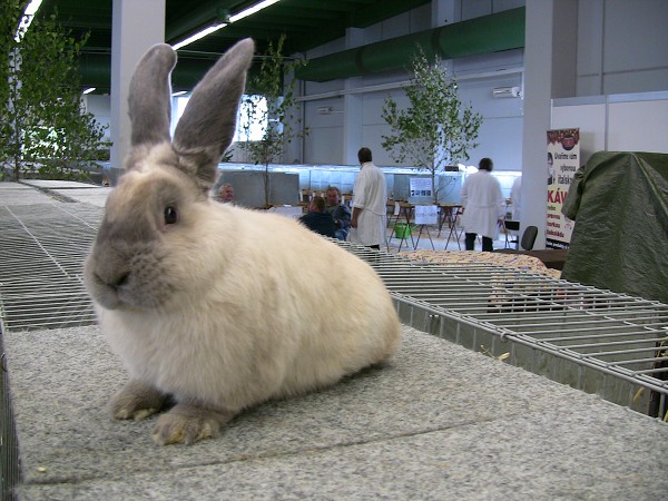 Celostátní výstava mladých králíků a drůbeže